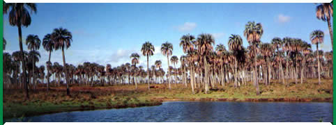 Parque Nacional El Palmar